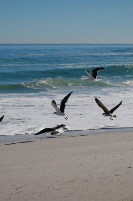 A serene view of seagulls flying above a sandy beach with gentle ocean waves in the background.
